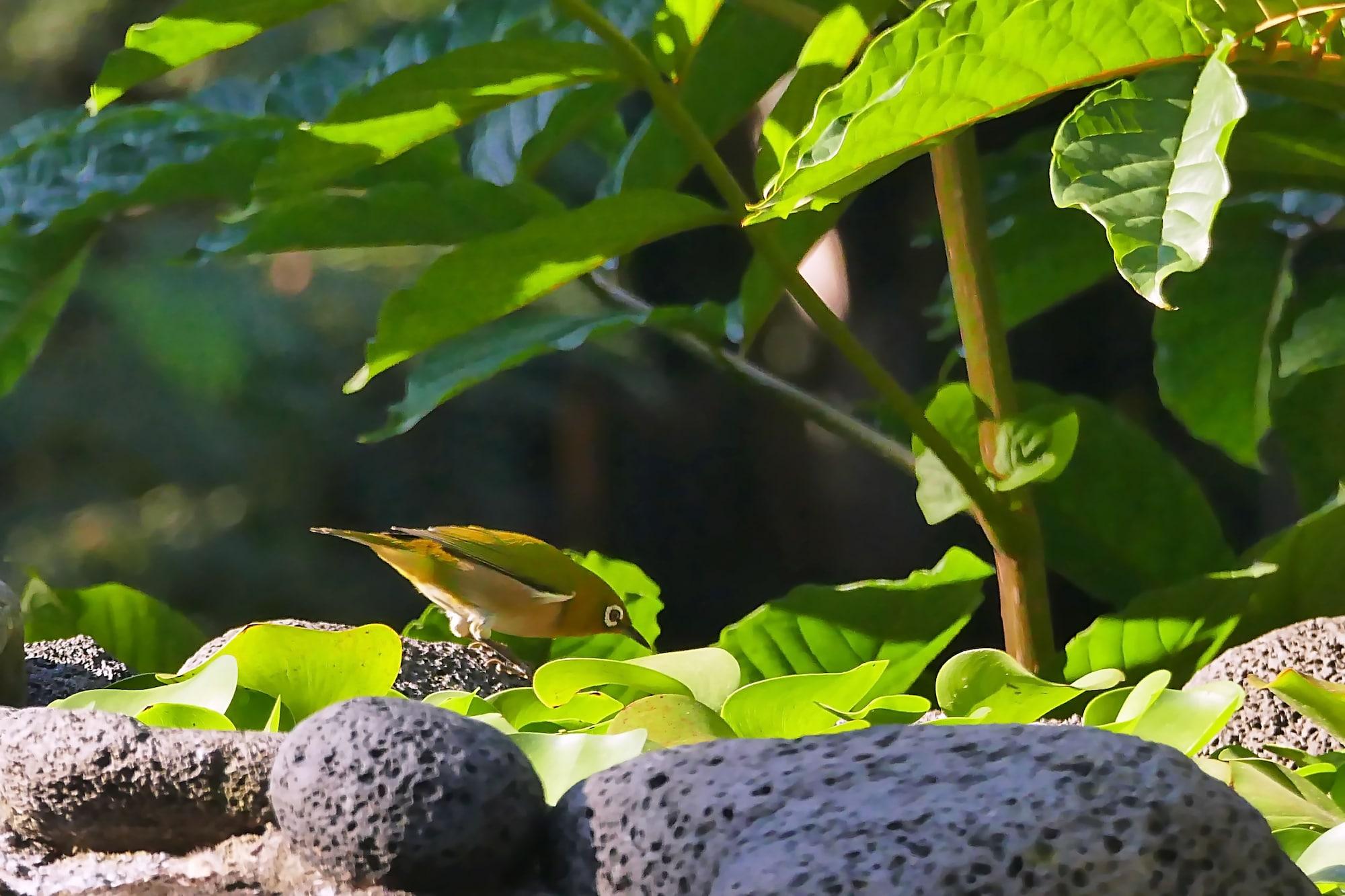 Hale Maluhia Country Inn Kailua-Kona Eksteriør billede